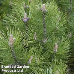 Pinus Heldreichii 'Compact Gem'