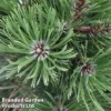 Pinus Heldreichii 'Malinkii'