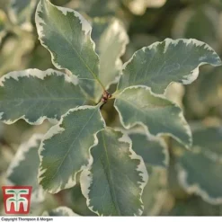 Pittosporum Tenuifolium 'Variegatum' -Garden Central Sales Store PITT T80318 B