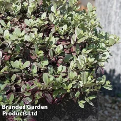 Pittosporum Tenuifolium 'Bannow Bay' -Garden Central Sales Store PITT BANNOWBAY S51057