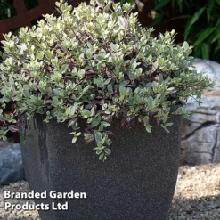 Pittosporum Tenuifolium 'Bannow Bay' -Garden Central Sales Store PITT BANNOWBAY S51058