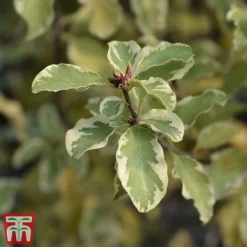 Pittosporum Tenuifolium 'Variegatum' -Garden Central Sales Store PITT VARIEGATU W34587 TM