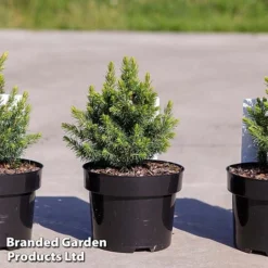 Podocarpus Alpinus 'Jalako Red'