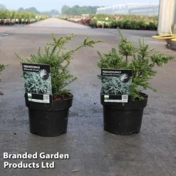 Podocarpus Nivalis 'Kilworth Cream'