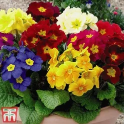 Polyanthus Eliator 'Crescendo&reg; Mixed' F1 Hybrid -Garden Central Sales Store POLY P6186 B