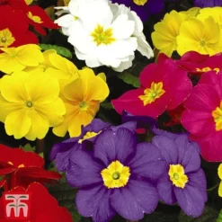 Polyanthus Eliator 'Crescendo&reg; Mixed' F1 Hybrid -Garden Central Sales Store POLY P6186 F