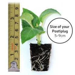 Fuchsia 'Pink Fizz' (Hardy) -Garden Central Sales Store POSTIPLUG SIZE1