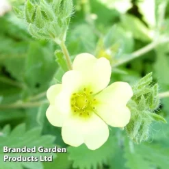 Potentilla Recta 'Warrenii'