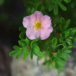 Potentilla Fruticosa 'Pink Paradise' -Garden Central Sales Store POTE T58122 C