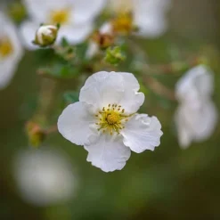 Potentilla Fruticosa 'Abbotswood' -Garden Central Sales Store POTE T58484 C