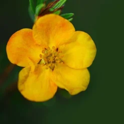 Potentilla Fruticosa 'Mango Tango' -Garden Central Sales Store POTE T62076 B