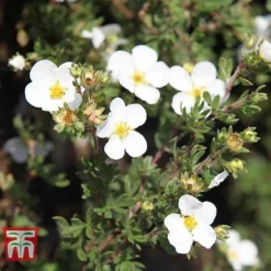 Potentilla Fruticosa 'White Lady'