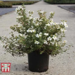 Potentilla Fruticosa 'White Lady' -Garden Central Sales Store POTE T62078 B