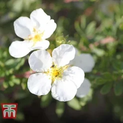 Potentilla Fruticosa 'White Lady' -Garden Central Sales Store POTE T62078 D