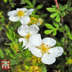 Potentilla Fruticosa 'White Lady' -Garden Central Sales Store POTE T62078 E