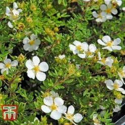 Potentilla Fruticosa 'White Lady' -Garden Central Sales Store POTE T62078 F