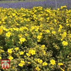 Potentilla Fruticosa 'Goldfinger' -Garden Central Sales Store POTE T66402 D