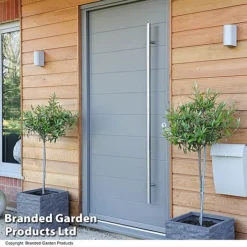 Olive Tree (Standard) -Garden Central Sales Store POTS OXHNALDEB T25942