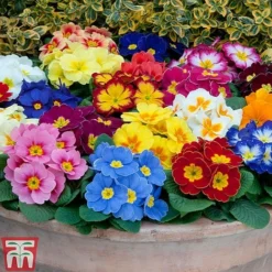 Primrose 'Alaska Improved Mixed' -Garden Central Sales Store PRIM T10222 C