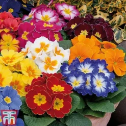 Primrose 'Alaska Improved Mixed' -Garden Central Sales Store PRIM T10222 D