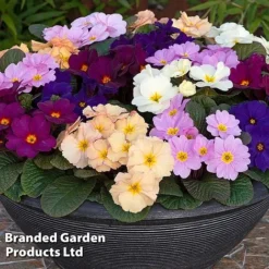 Primrose 'Obsidian Mixed' -Garden Central Sales Store PRIM OBSIDIANM S48934