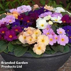 Primrose 'Obsidian Mixed' -Garden Central Sales Store PRIM OBSIDIANM S48936