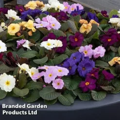 Primrose 'Obsidian Mixed' -Garden Central Sales Store PRIM OBSIDIANM S48939
