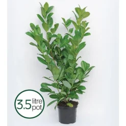 Prunus Laurocerasus 'Rotundifolia' -Garden Central Sales Store PRUN T57540 B h