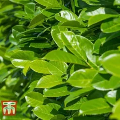 Prunus Laurocerasus 'Rotundifolia' -Garden Central Sales Store PRUN T57540 C