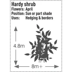 Prunus Laurocerasus 'Rotundifolia' -Garden Central Sales Store PRUN T57540 C h