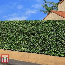 Prunus Laurocerasus 'Rotundifolia' -Garden Central Sales Store PRUN T57540 E