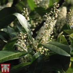 Prunus Laurocerasus 'Etna' -Garden Central Sales Store PRUN T58250 C