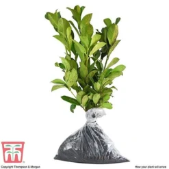Prunus Laurocerasus 'Otto Luyken' -Garden Central Sales Store PRUN T66414 C
