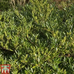 Prunus Laurocerasus 'Otto Luyken' -Garden Central Sales Store PRUN T66414 D