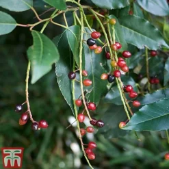 Prunus Lusitanica -Garden Central Sales Store PRUN T66415T C