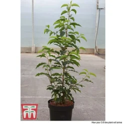 Prunus Lusitanica -Garden Central Sales Store PRUN T66415T D