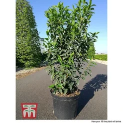 Prunus Lusitanica 'Angustifolia' -Garden Central Sales Store PRUN T66416 D1