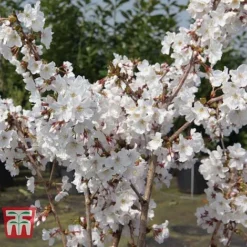 Prunus Nipponica 'Brilliant' -Garden Central Sales Store PRUN T66417 D
