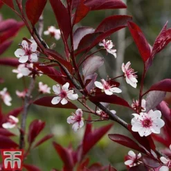 Prunus X Cistena -Garden Central Sales Store PRUN TKA3390 B