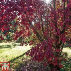 Prunus X Cistena -Garden Central Sales Store PRUN TKA3390 E