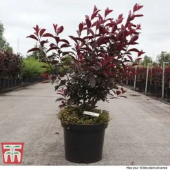 Prunus X Cistena -Garden Central Sales Store PRUN TKA3390 F