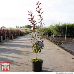 Prunus X Cistena -Garden Central Sales Store PRUN TKA3390 G
