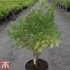 Prunus Tenella 'Fire Hill' -Garden Central Sales Store PRUN TKA3410 A