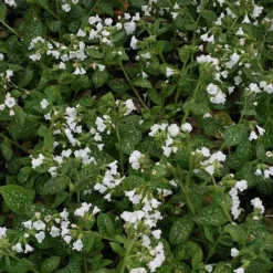 Pulmonaria 'Sissinghurst White'
