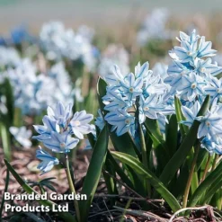 Spring Bulb Beach Collection -Garden Central Sales Store PUSC SCILLOIDE L24368
