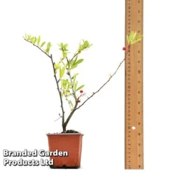 Pyracantha Coccinea 'Red Star' -Garden Central Sales Store PYRA REDSTA9CM T44909 A
