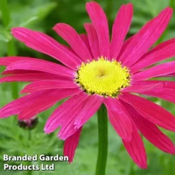 Pyrethrum Coccineum 'James Kelway'