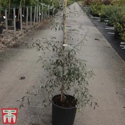 Pyrus Salicifolia 'Pendula' -Garden Central Sales Store PYRU TKA3414 A