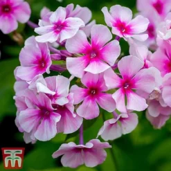 Phlox Paniculata 'Bright Eyes'