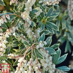 Pieris Collection -Garden Central Sales Store Pieris japonica Flaming Sil